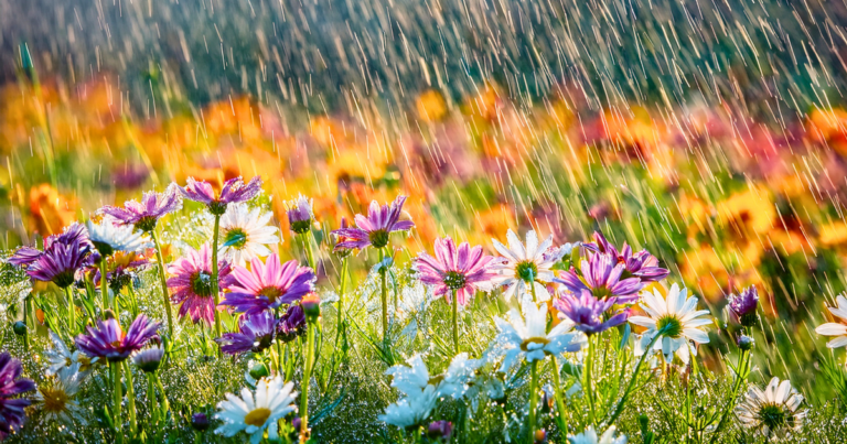 What about the rain?